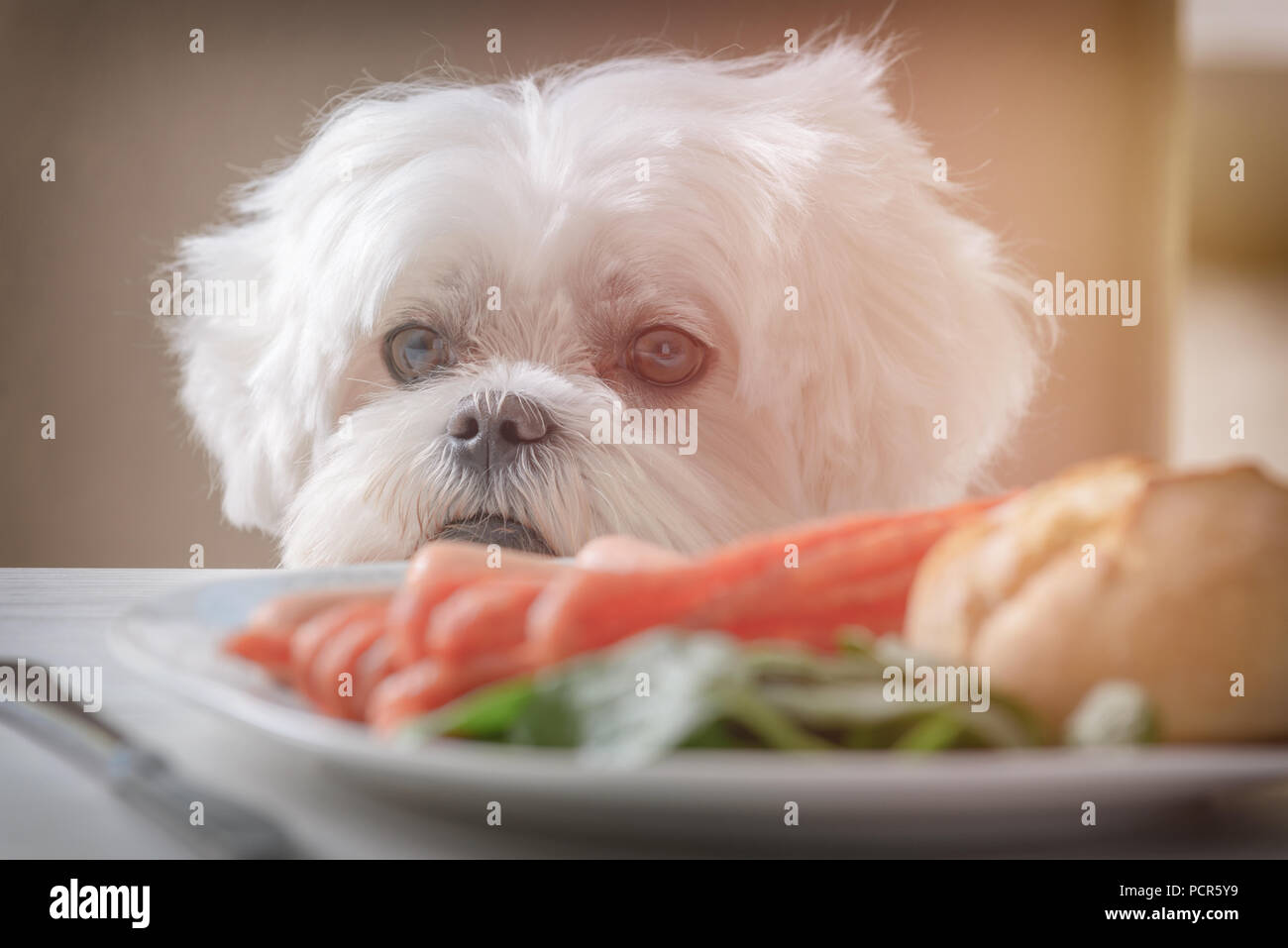 Cute white dog Maltese sitting on a chair at the table and begging for ...