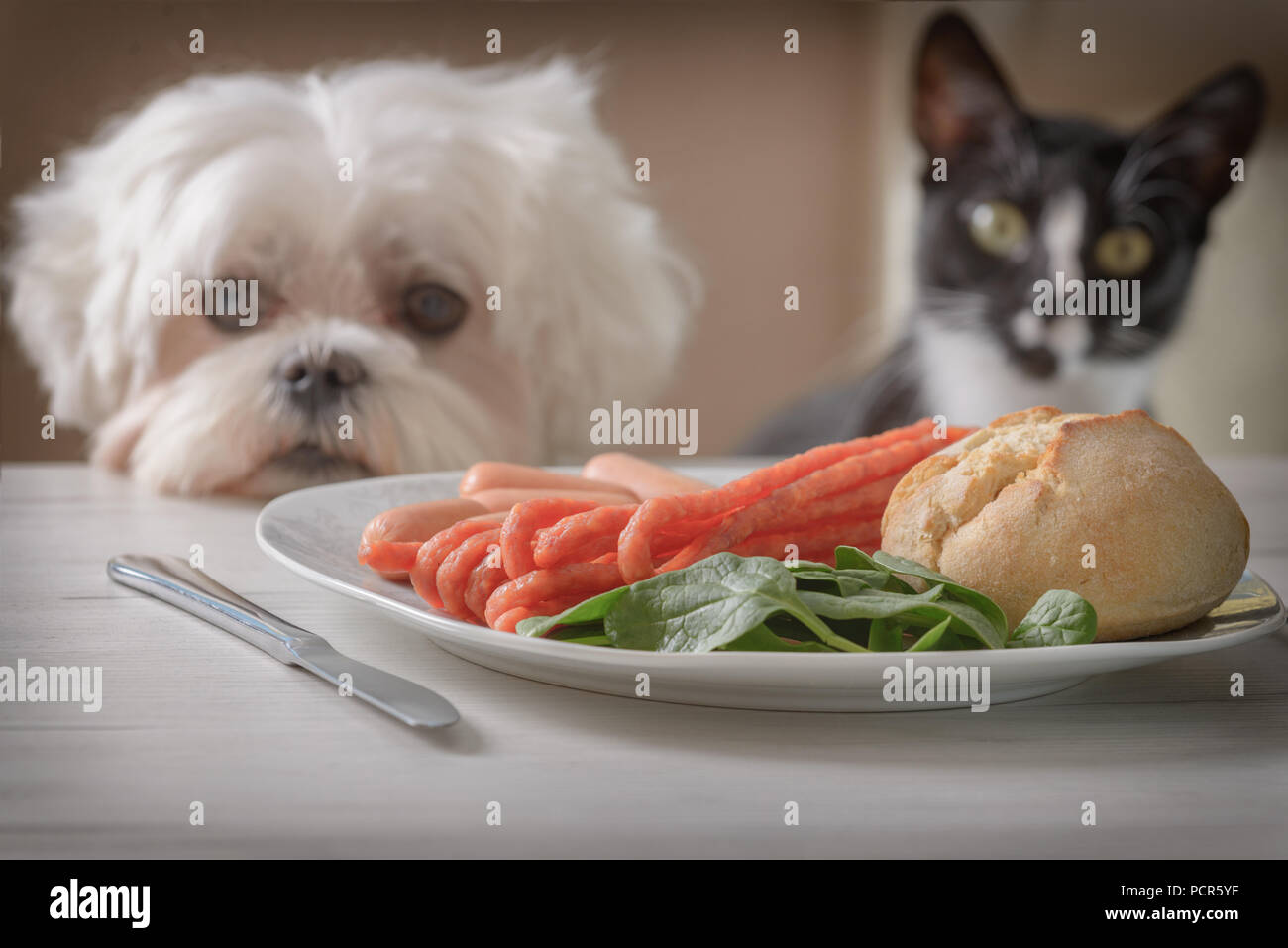 Cute white dog Maltese and cat sitting together on one a chair at the ...