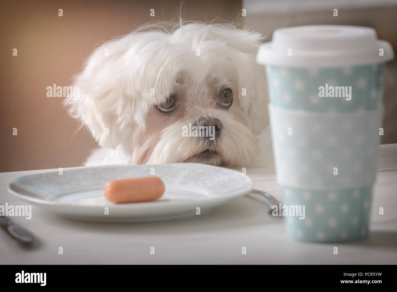 Cute white dog Maltese sitting on a chair at the table and begging for ...