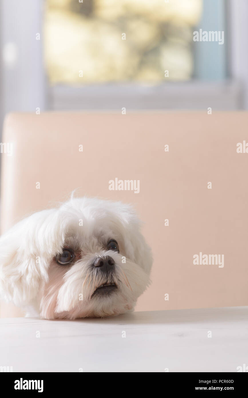 Cute white dog Maltese sitting on a chair at the table and begging for ...