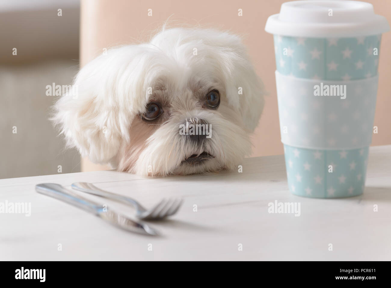 Cute white dog Maltese sitting on a chair at the table and begging for food Stock Photo