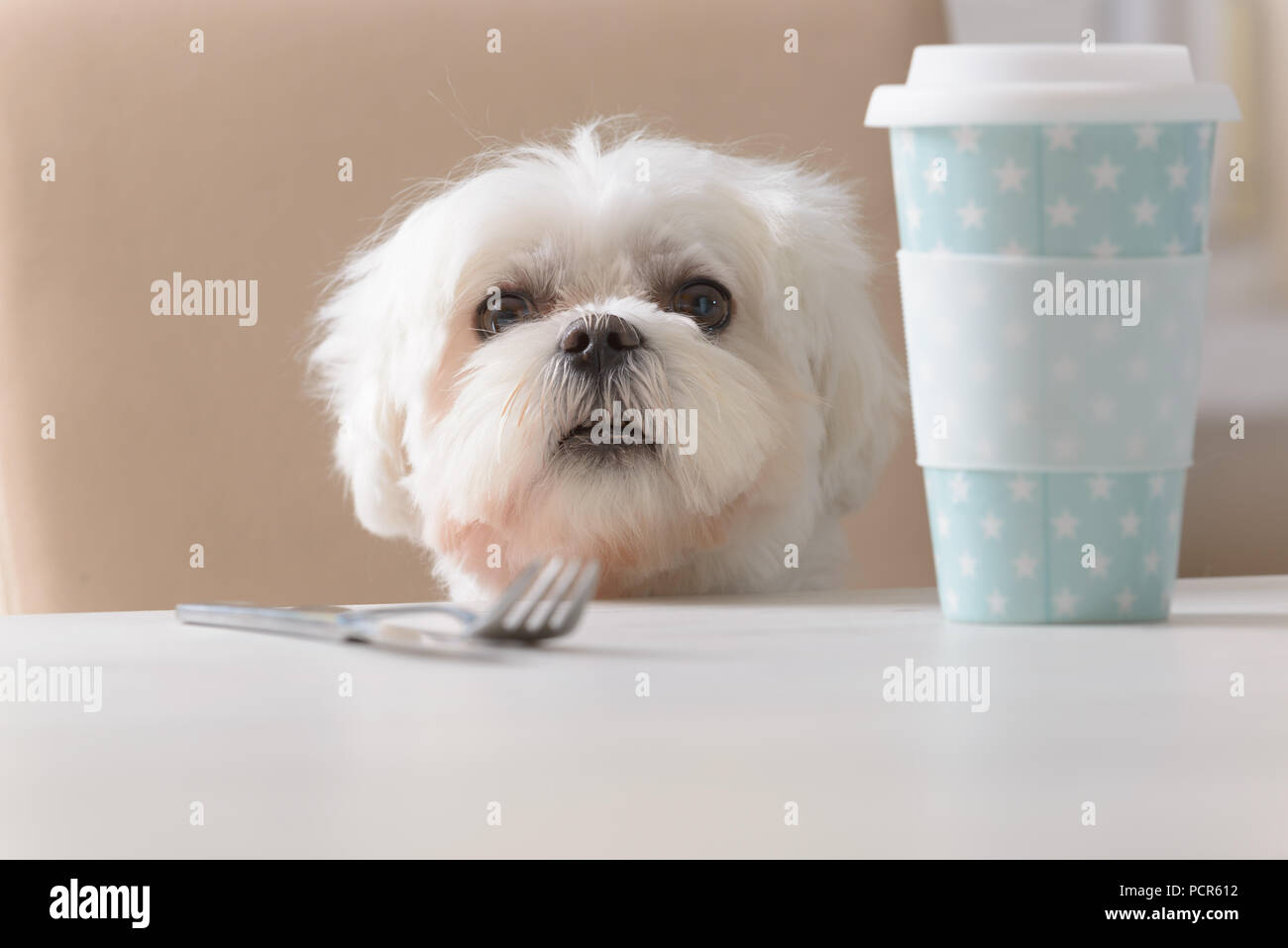 Cute white dog Maltese sitting on a chair at the table and begging for food Stock Photo
