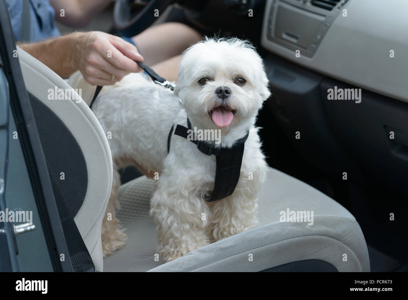 maltese puppy harness