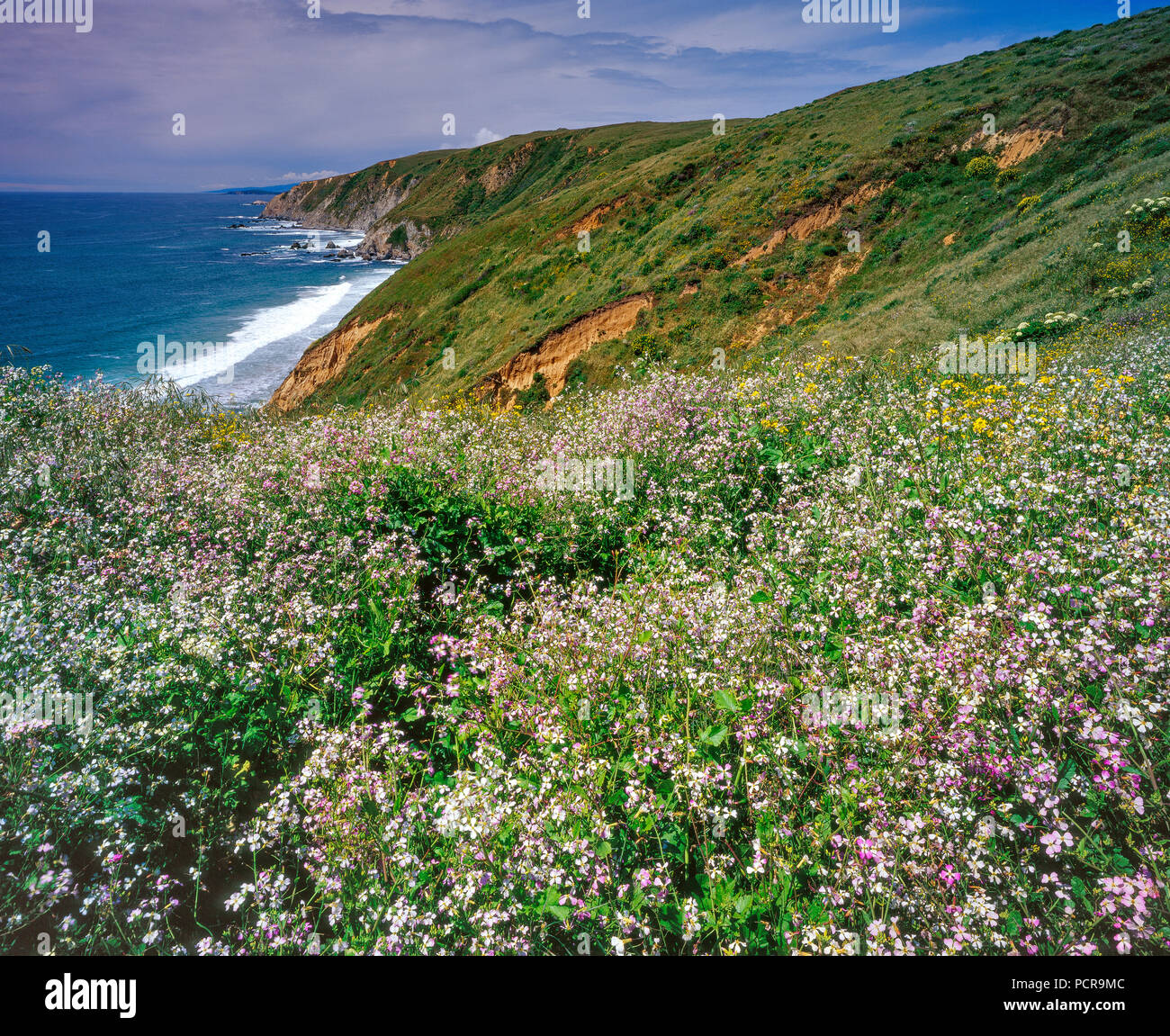 Wild Radish, Raphanus raphanistrum, Tomales Point, Point Reyes National