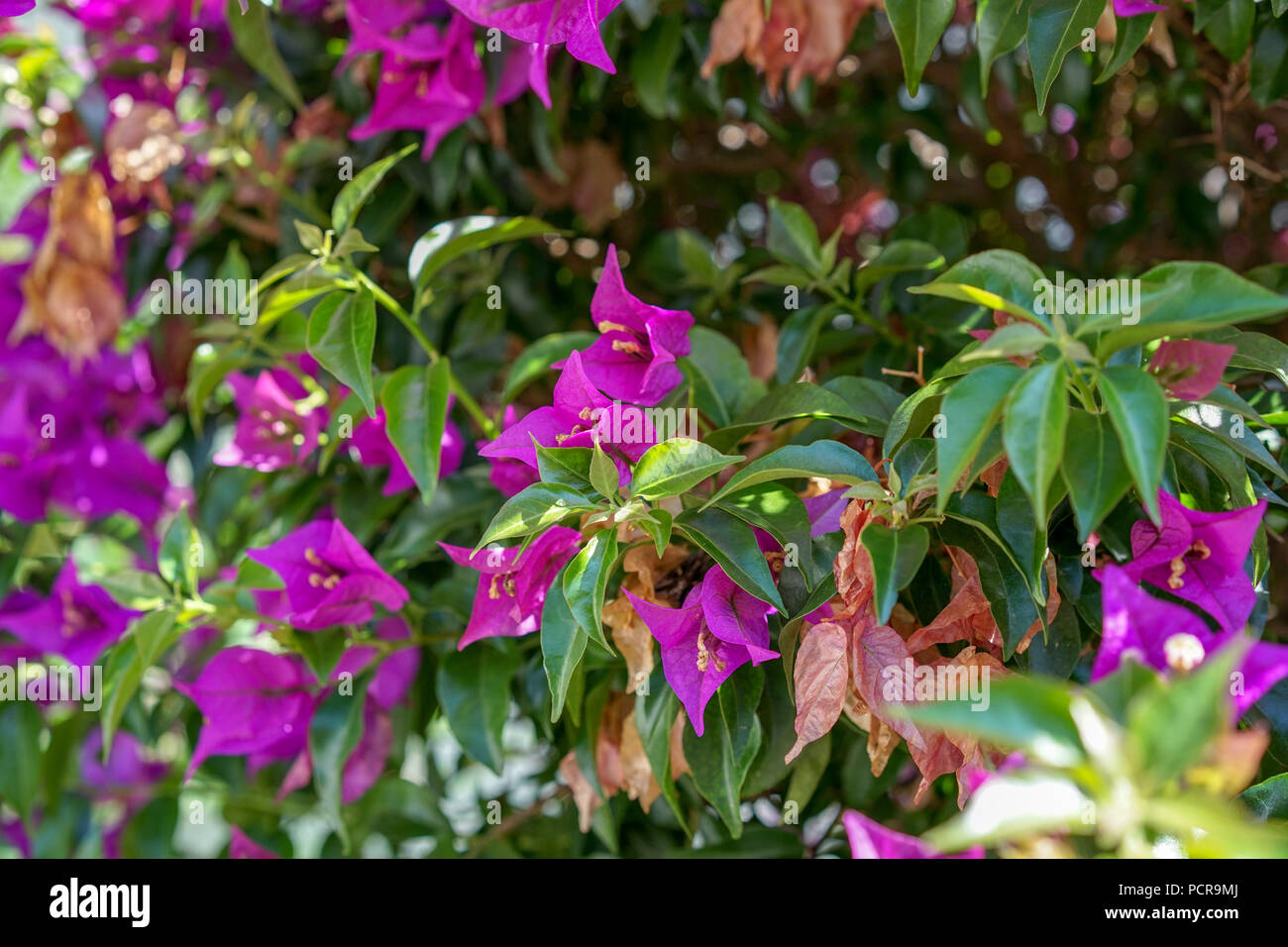 Bougainvillea spectabilis creeper hires stock photography and images Alamy