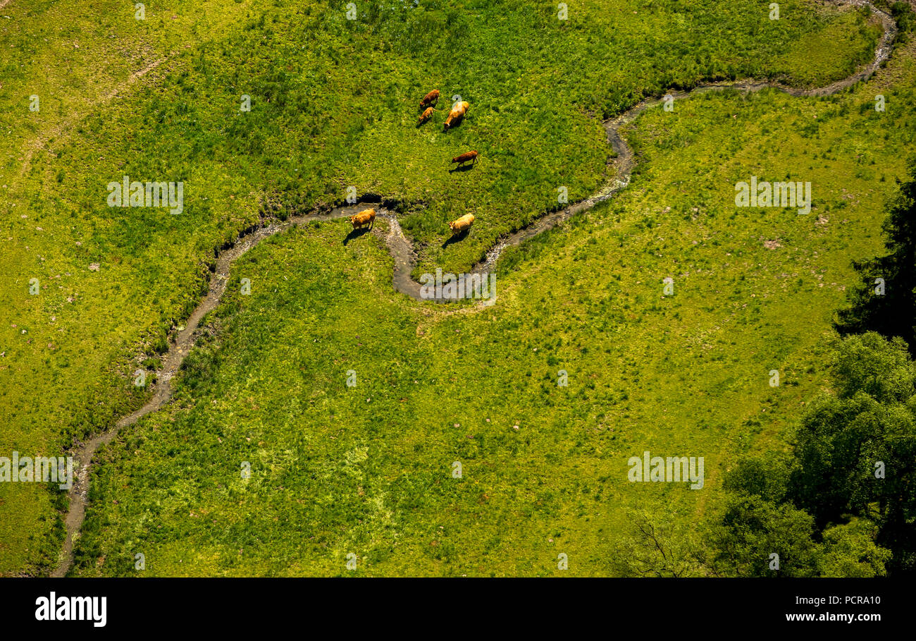 Cow pastures on the upper reaches of the Ruhr, Ruhr valley with cow pastures, Winterberg, Hochsauerland, North Rhine-Westphalia, Germany Stock Photo