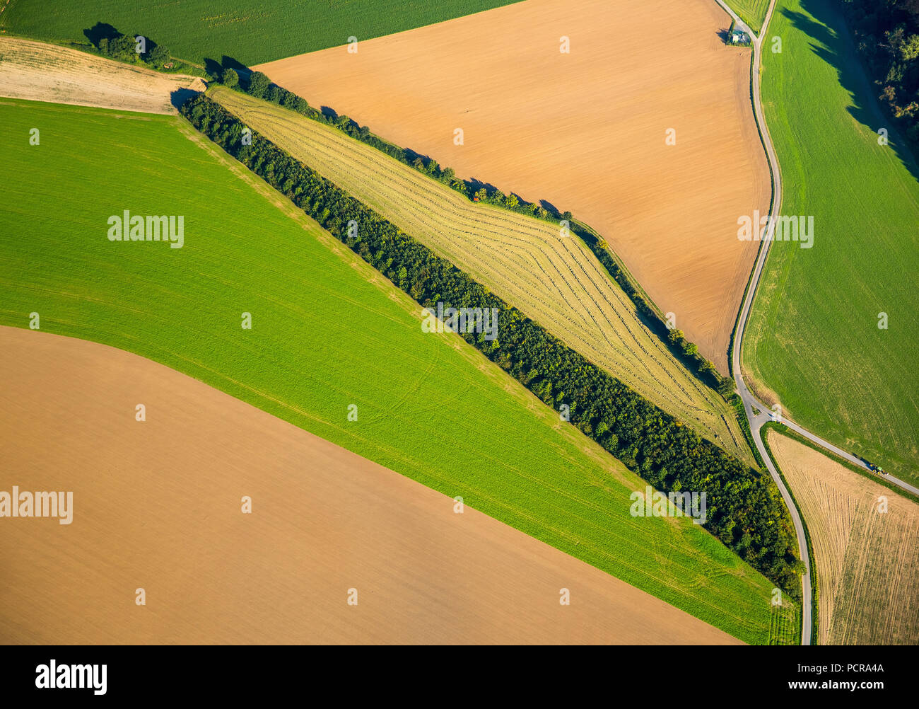 Tree row, bush row in a field, agriculture, Duisburg, Ruhr area, North Rhine-Westphalia, Germany Stock Photo