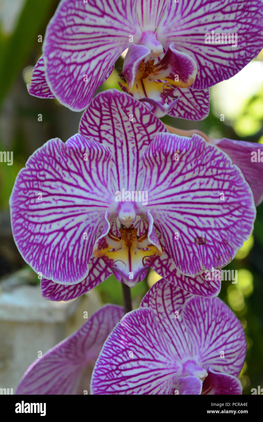 Phalaenopsis orchid in flower, in an orchid garden Stock Photo Alamy