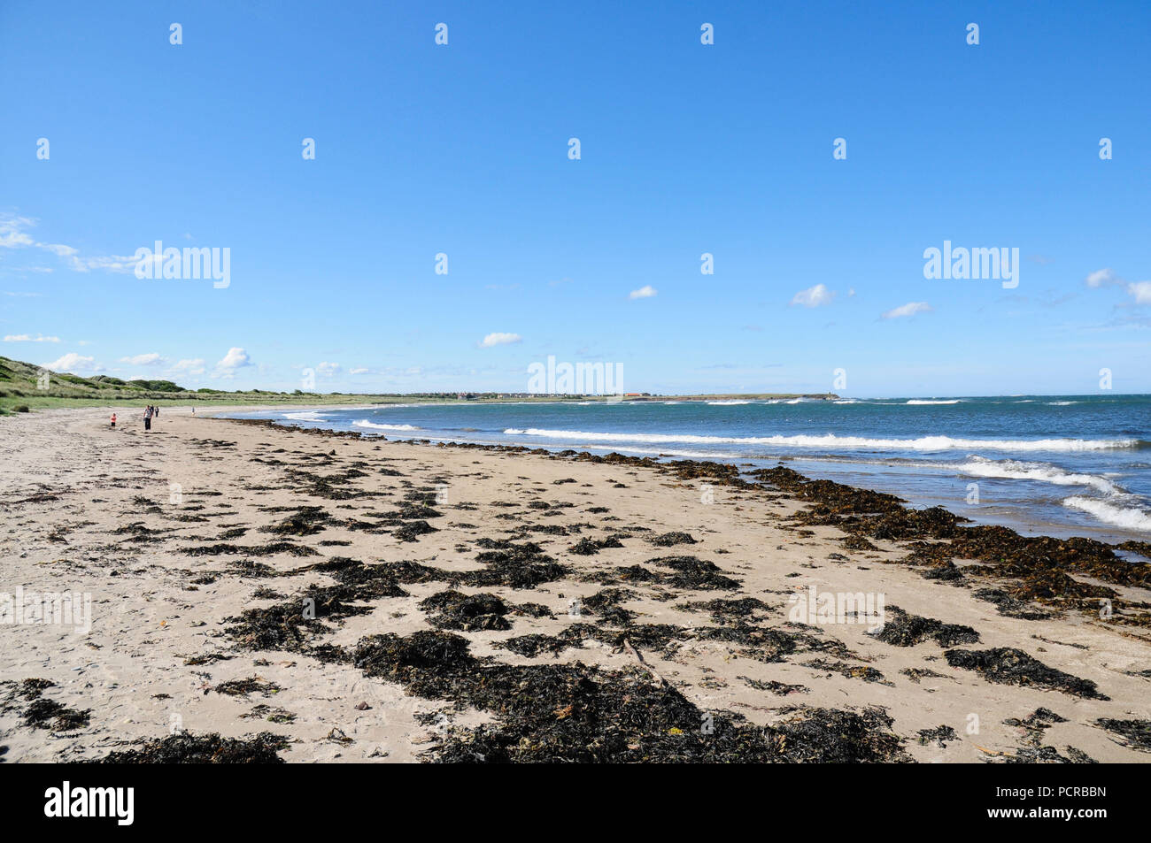 Seaweed on Beadnell beach on the Northumberland Coast Path in Northumbria Stock Photo