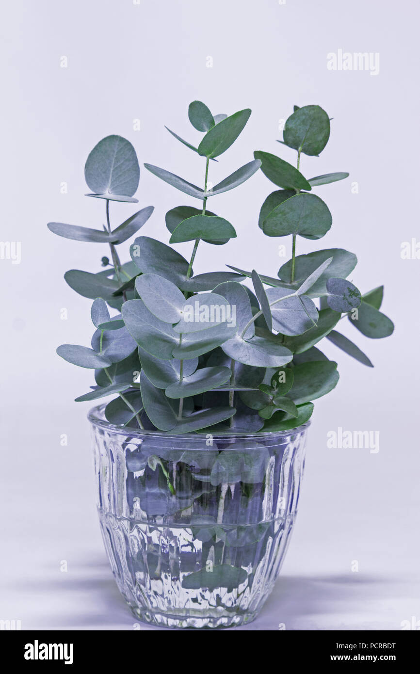 Eucalyptus cuttings in a vase on white background Stock Photo Alamy