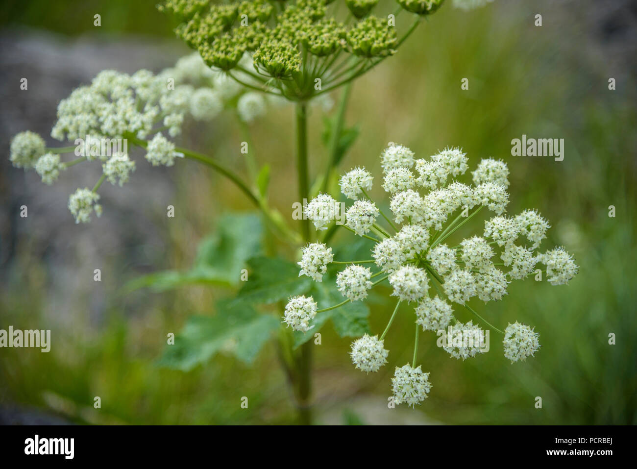 Giant Hogweed, Heracleum mantegazzianum Stock Photo