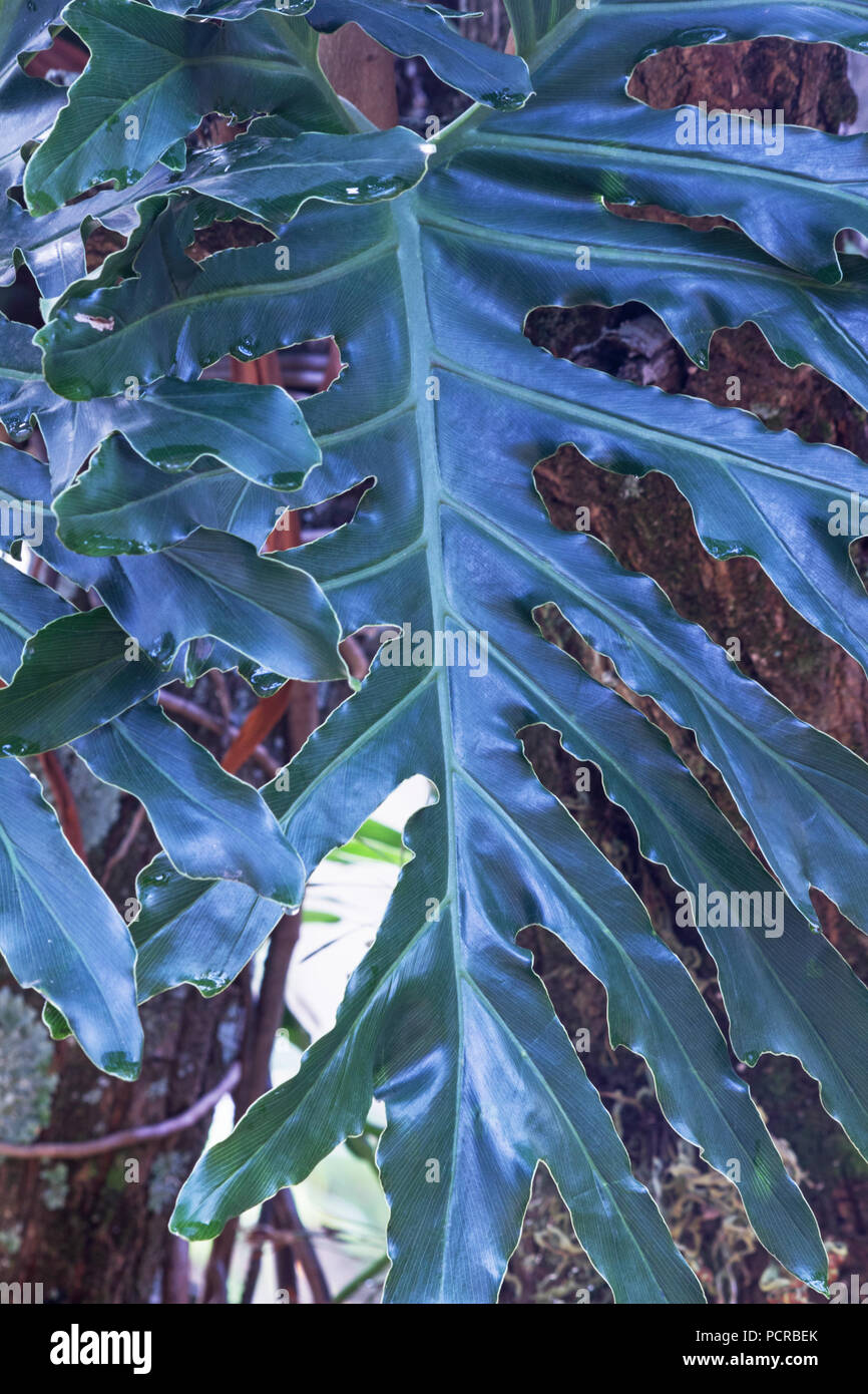 Swiss cheese plant leaf hanging from a tree Stock Photo Alamy