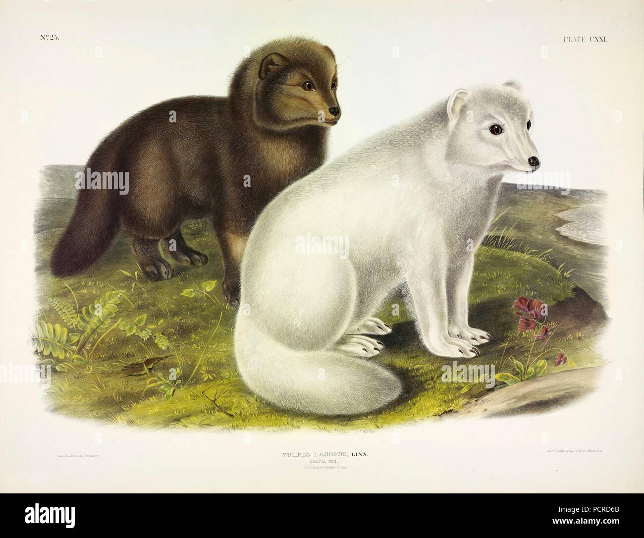 Arctic Fox, Vulpes Lagopus, 1845 (colour lithograph). Stock Photo
