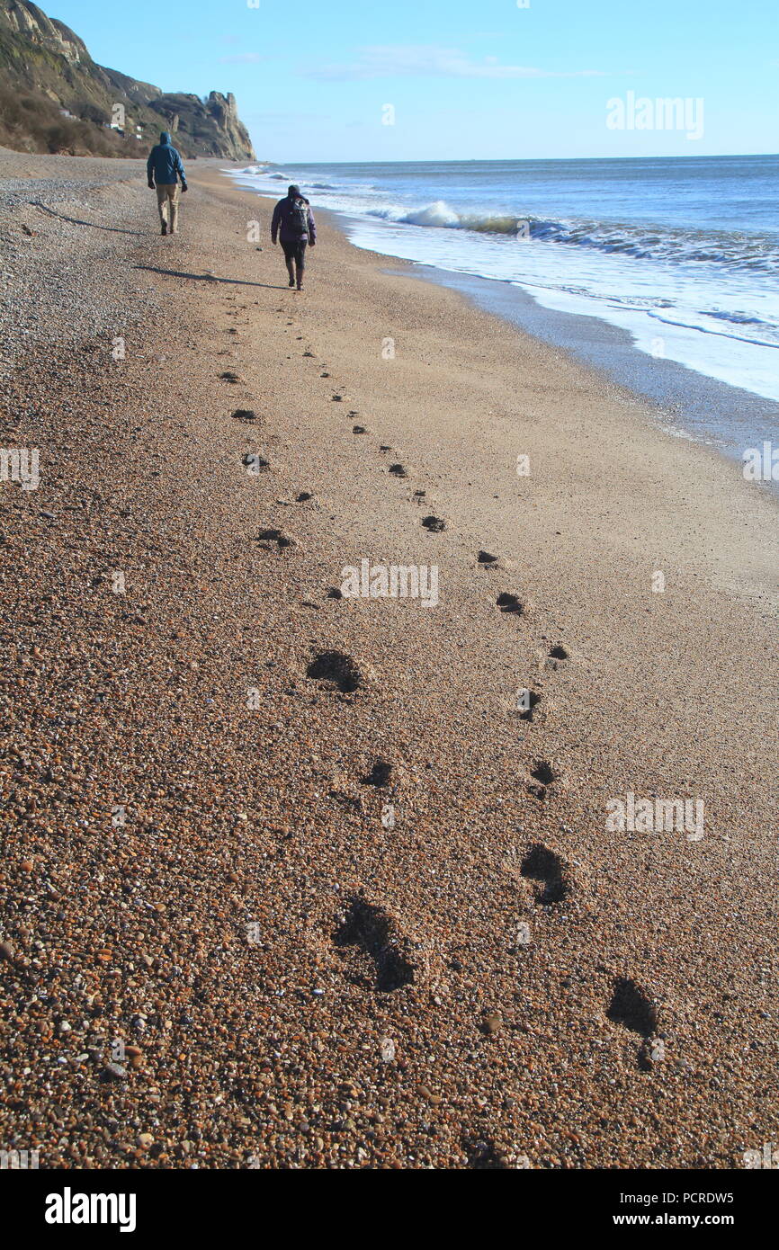 Couple walking along the shingle beach leaving footprints near village of Branscombe on the Jurassic Coast Stock Photo