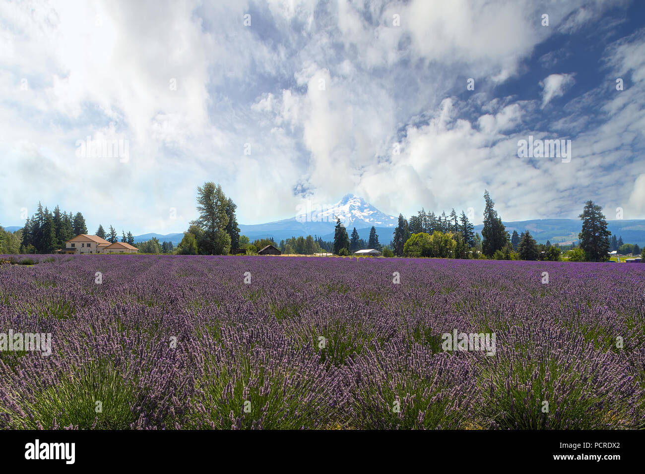 Lavender field flowers in full bloom at Hood River Valley Oregon during summer Stock Photo