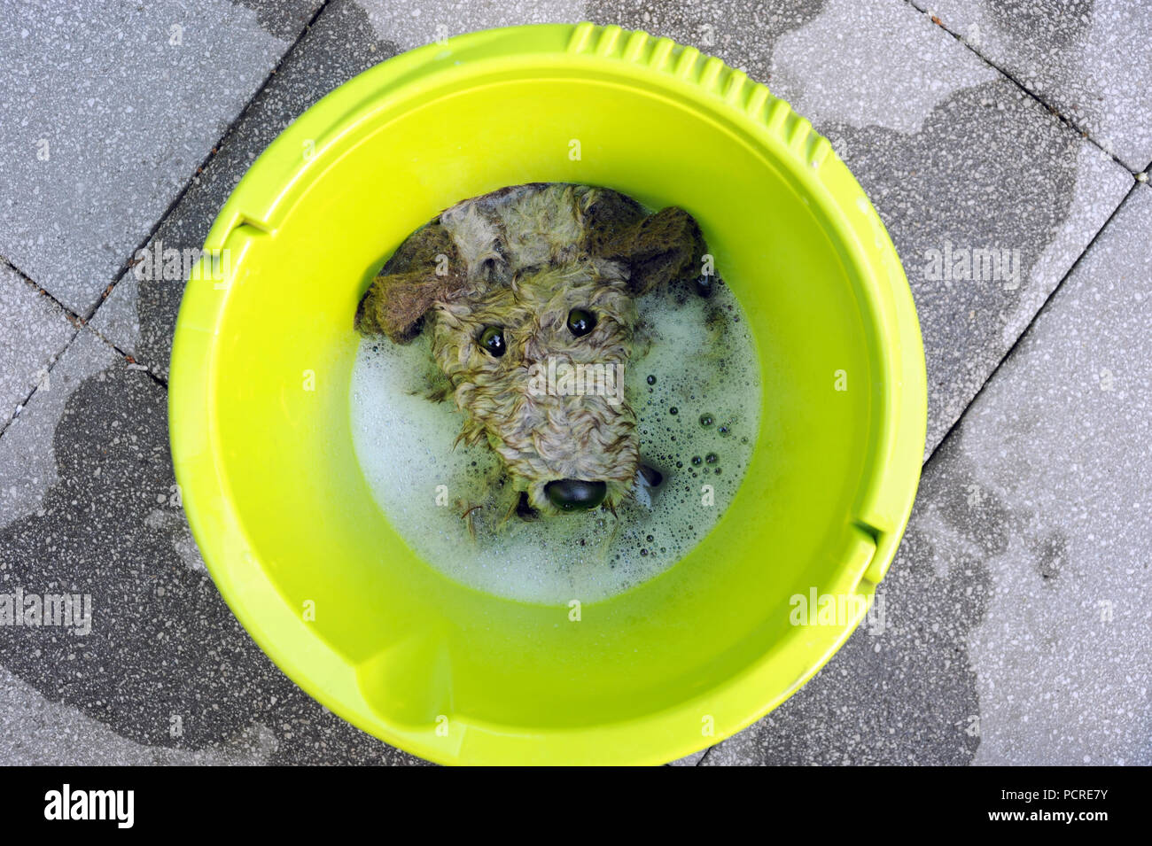 SOFT TOY DOG BEING WASHED IN BUCKET RE CHILDRENS TOYS WASHING CLEAN GERMS CLEANING HEALTH IMMUNITY IMMUNE UK Stock Photo