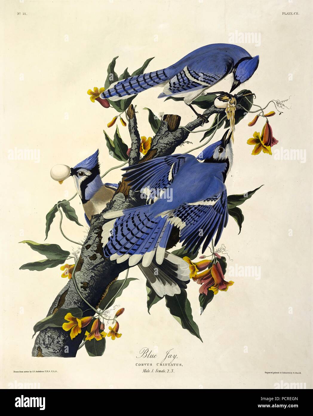 Jay Bird Egg High Resolution Stock Photography And Images Alamy