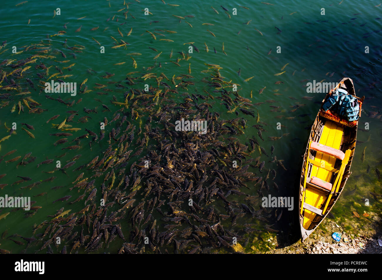 Hundreds of fish near a tourist  boat at Naini Tal Lake, Naini Tal, Uttarakhand, India Stock Photo
