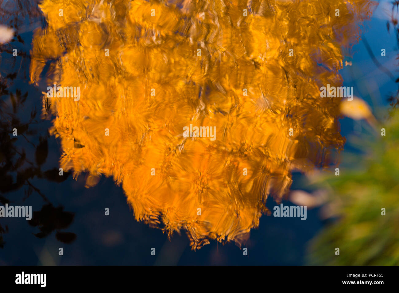 Aspen fall color reflection along the Galena Creek trail in Reno, Nevada. Stock Photo