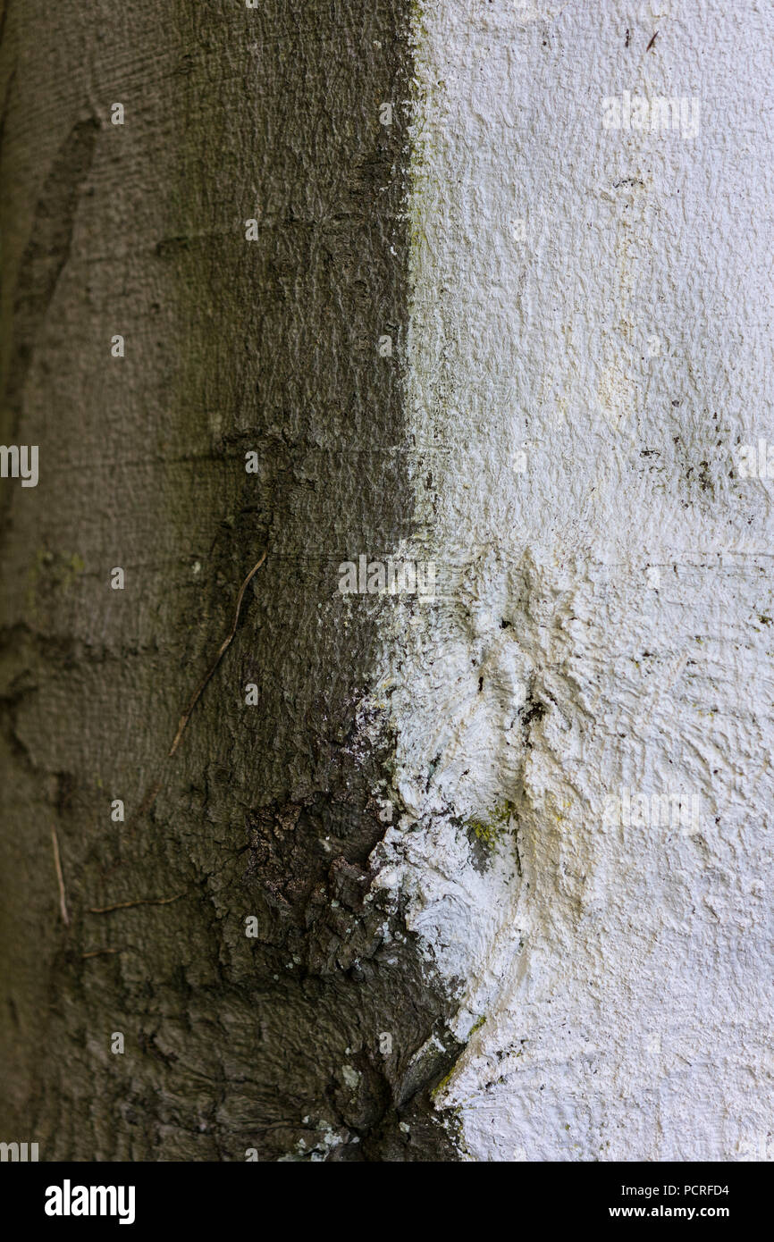 tree trunk of fagus silvatica pendula beech tree close up Stock Photo