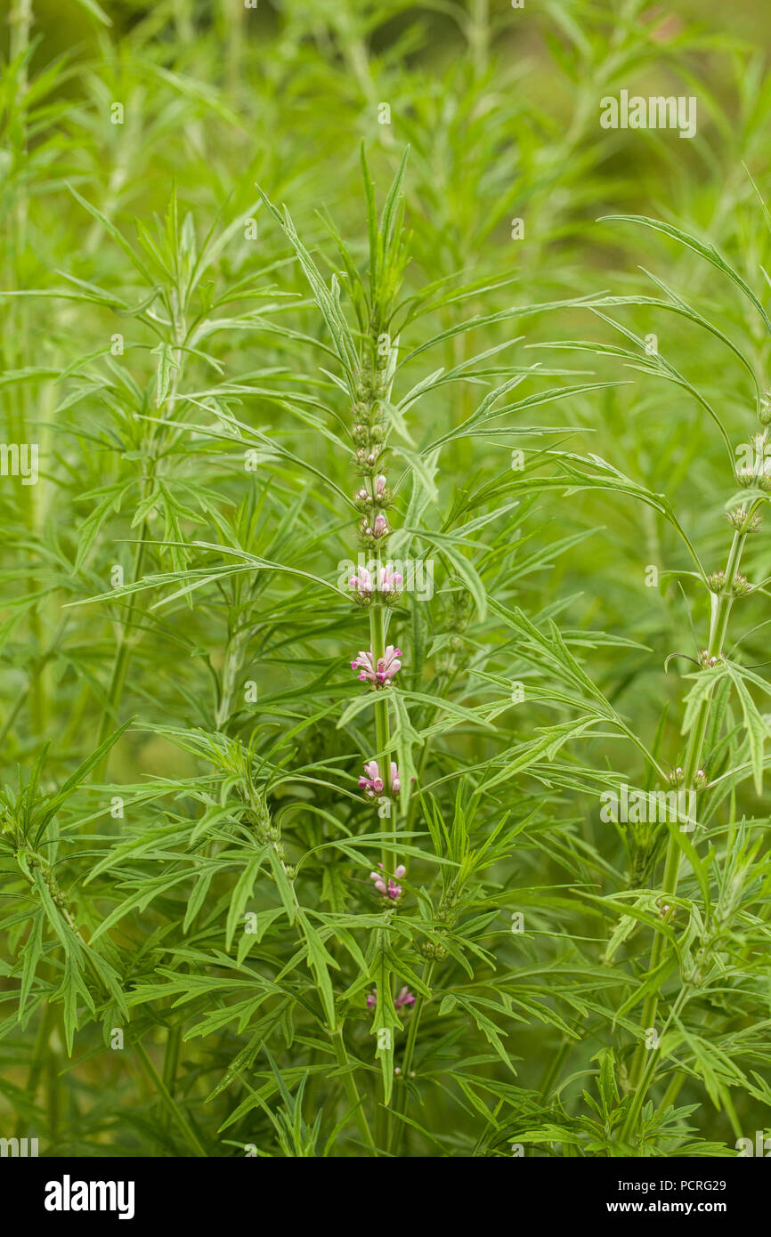 Leonurus sibiricus, commonly called honeyweed or Siberian motherwort, is an herbaceous plant species native to China, Mongolia, and Siberia.It is used Stock Photo