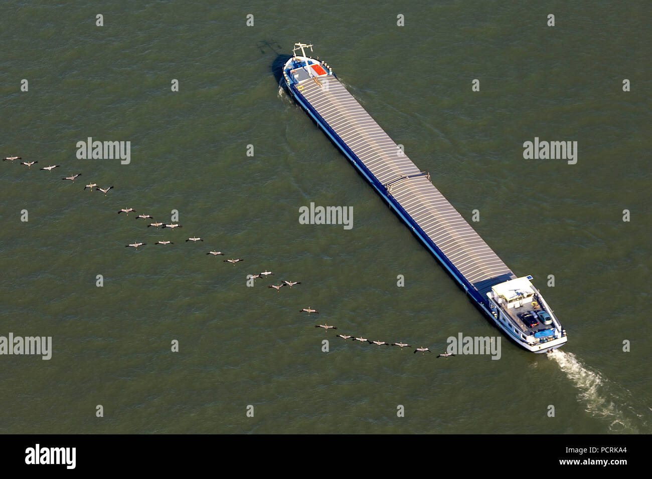 Aerial photo, cargo ship on the Rhine River with a flock of cranes during  migration, inland shipping, Rhine, Duisburg-West, Duisburg, Ruhr area, North Rhine-Westphalia, Germany, Europe Stock Photo