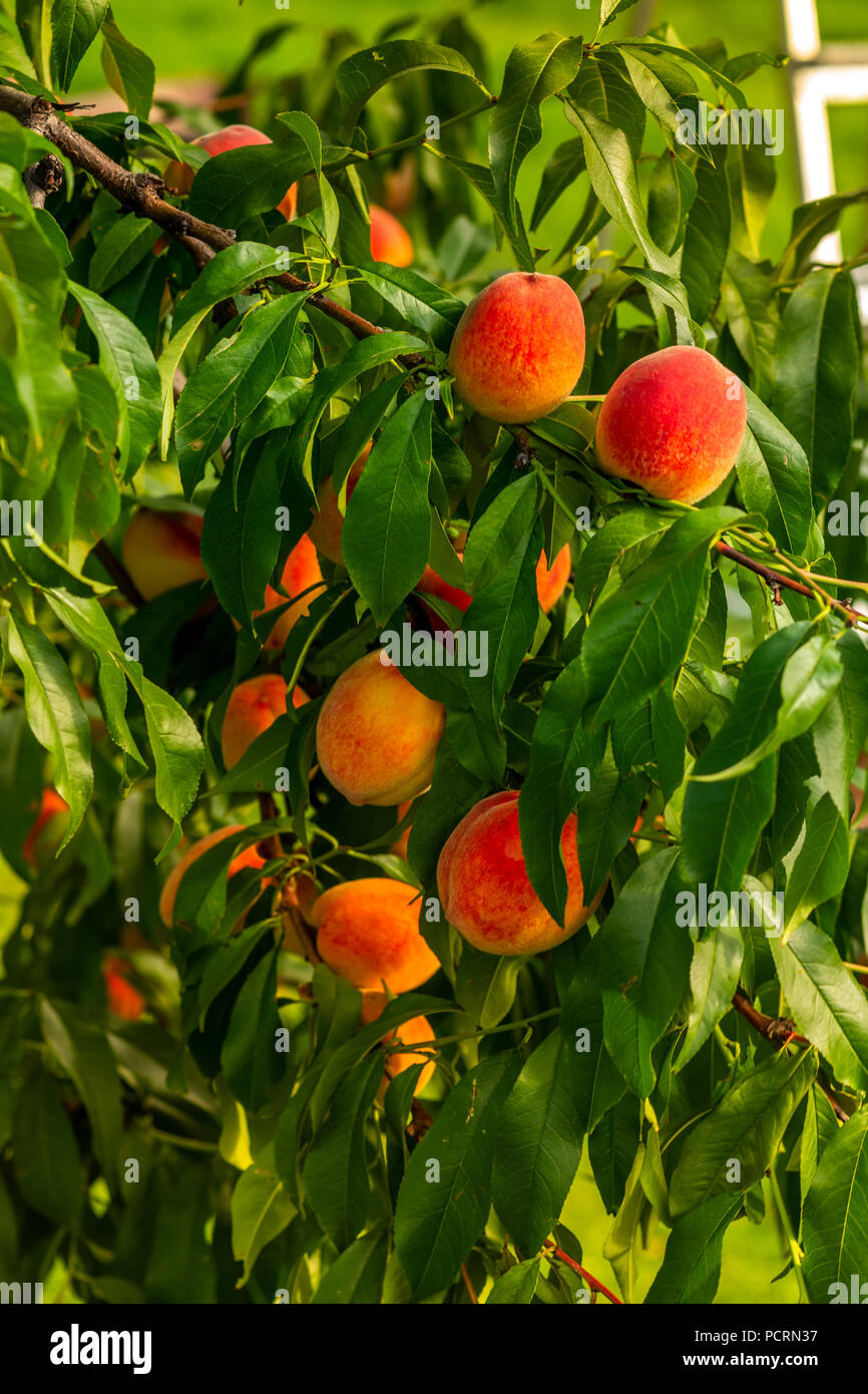 ripe peaches on the branches Stock Photo