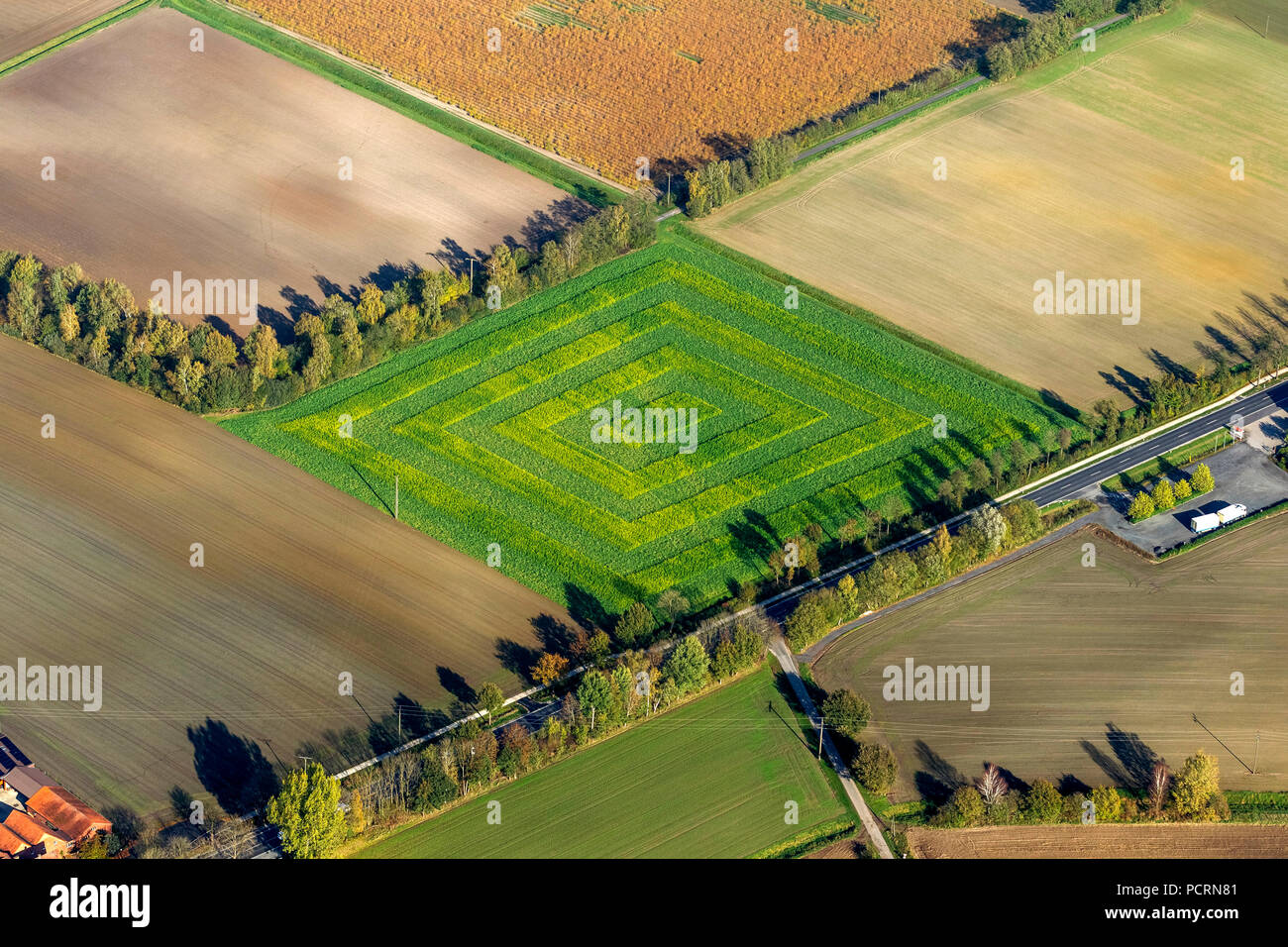 Patterned corn field in Lower Saxony, agriculture, Glandorf, Lower Saxony, Germany Stock Photo