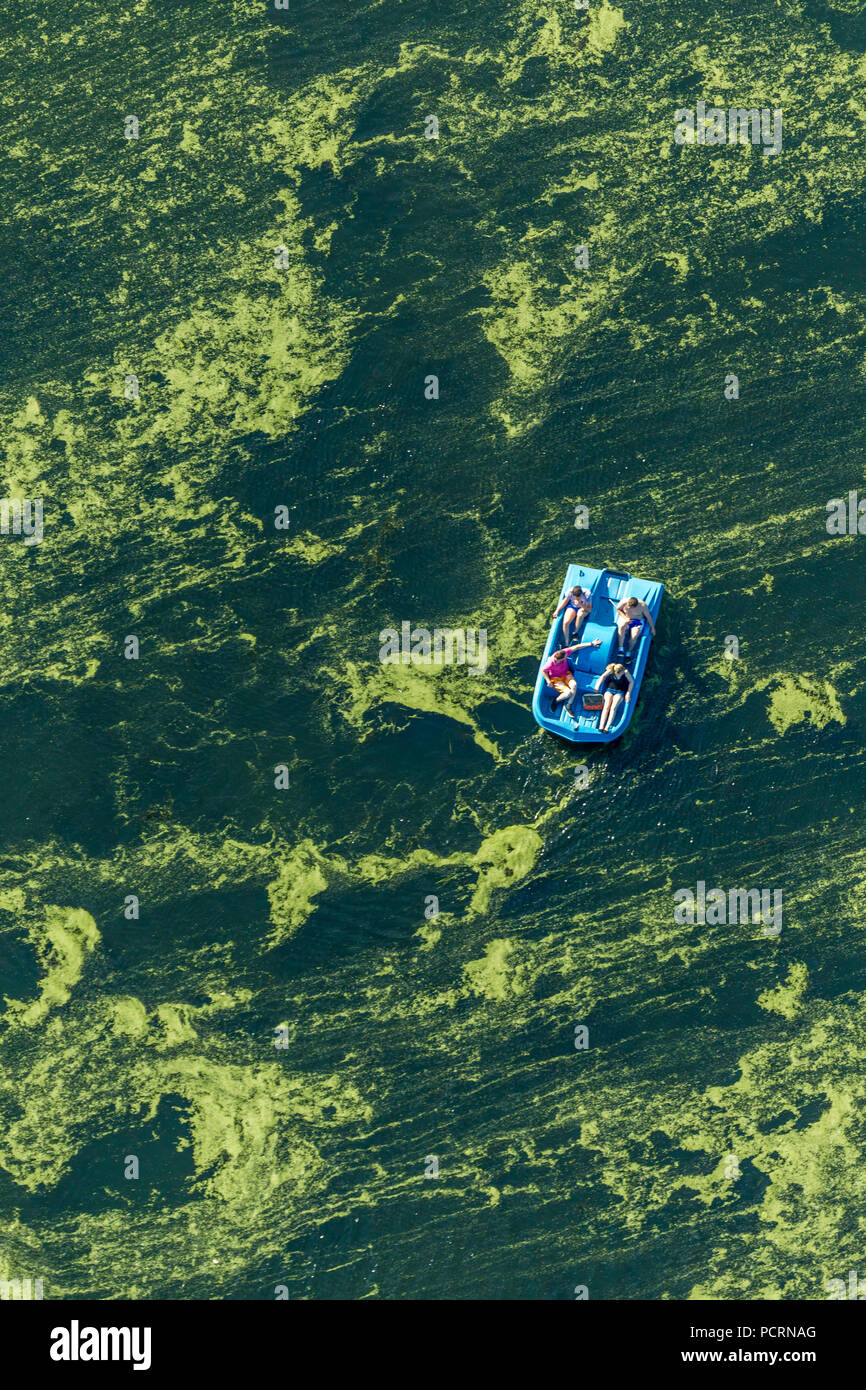 Aerial view, Kemnader reservoir with algae growth and pedal boats, Witten, Ruhr area, North Rhine-Westphalia, Germany, Europe Stock Photo