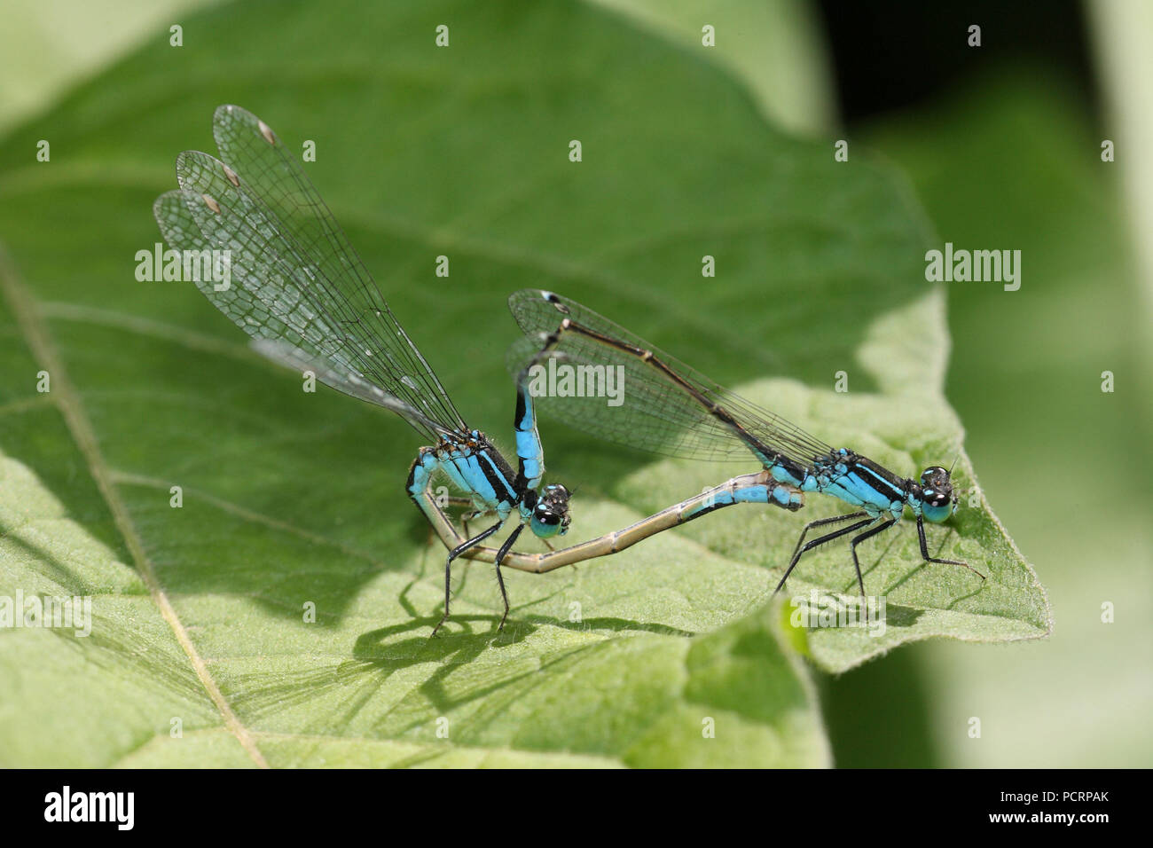 Emerald damselflies, mating on a leaf Stock Photo - Alamy