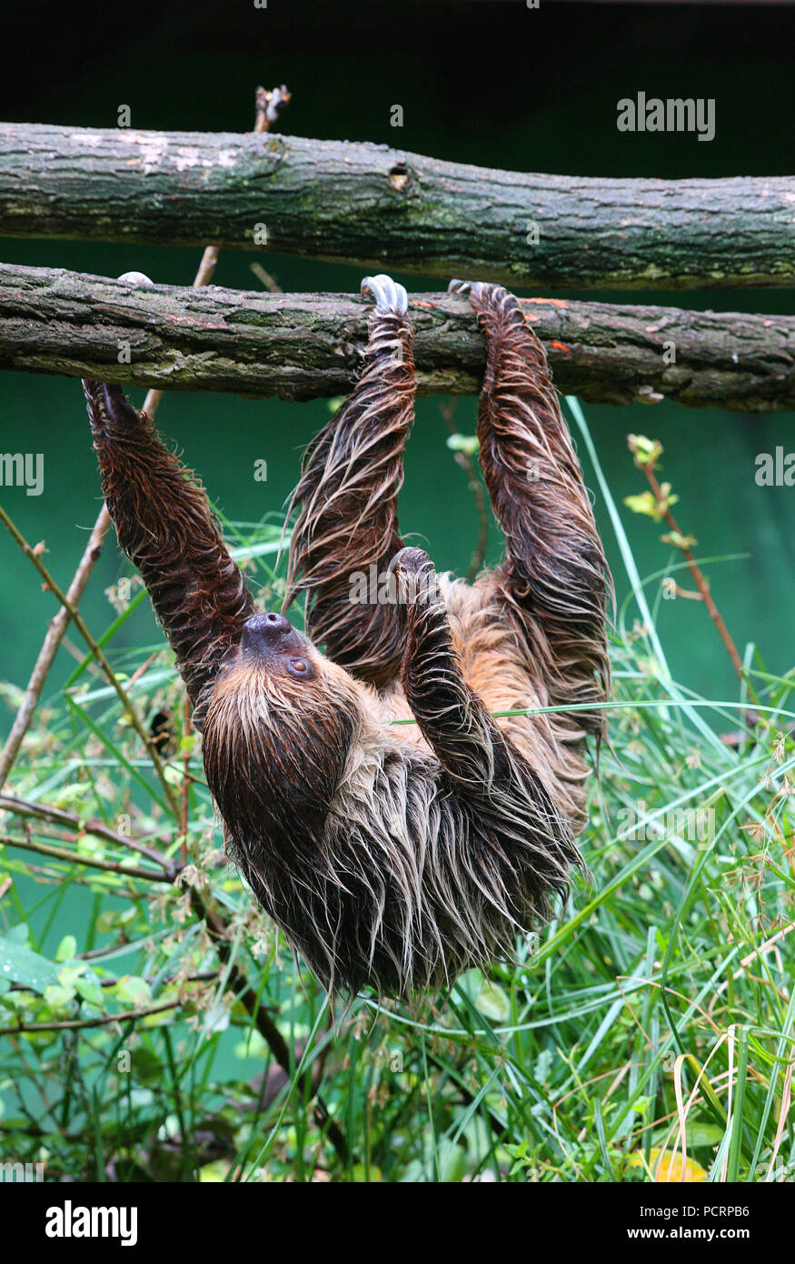 Sloth hanging on branch hi-res stock photography and images - Alamy