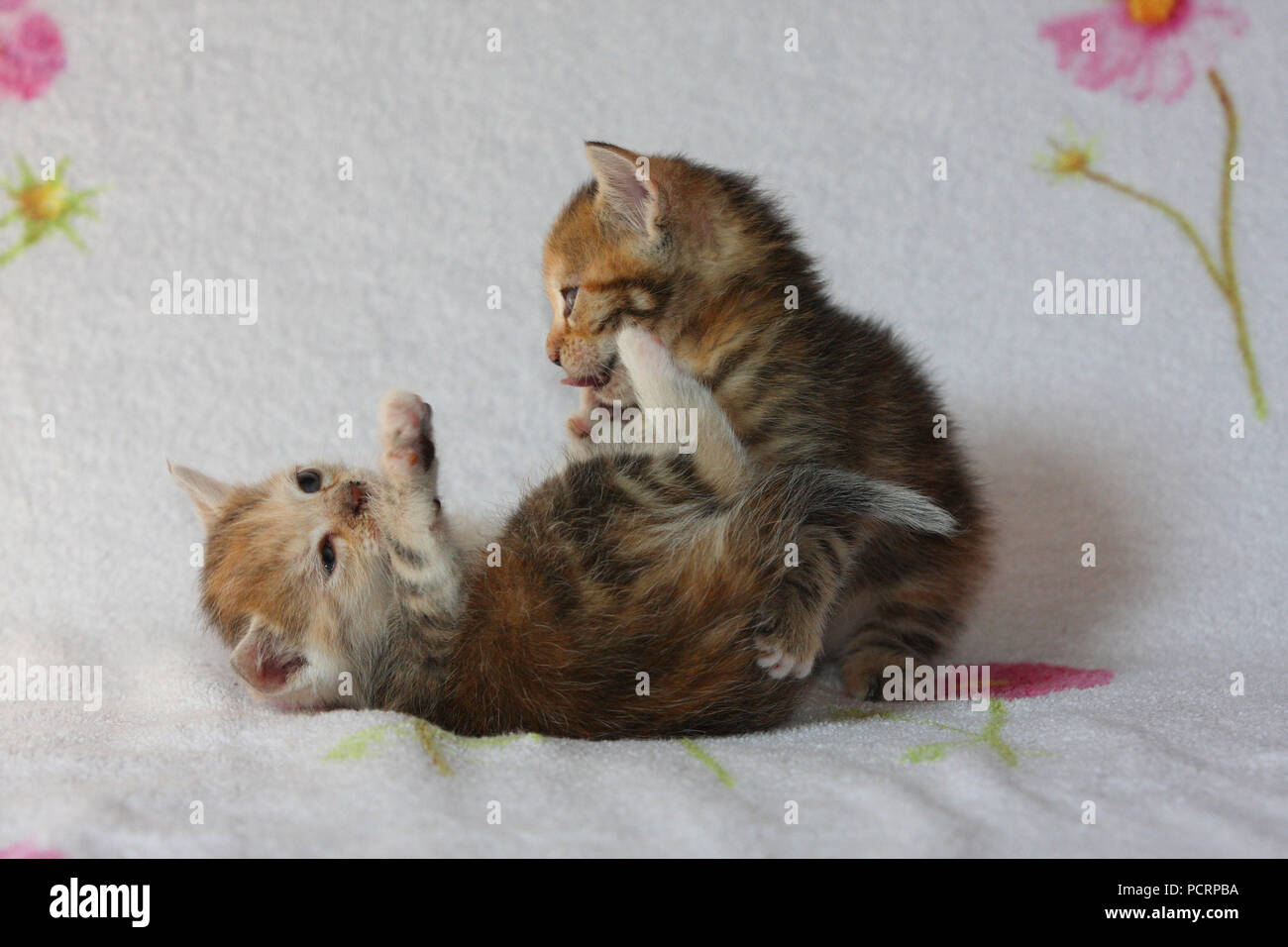 two young domestic cats playing Stock Photo