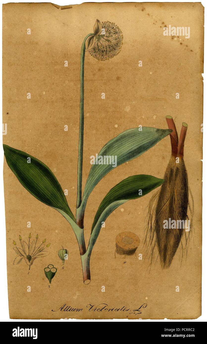 Allium victorialis Mann. Stock Photo