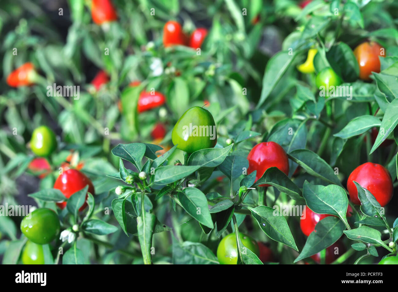 close-up of chili peppers in the vegetable garden Stock Photo - Alamy