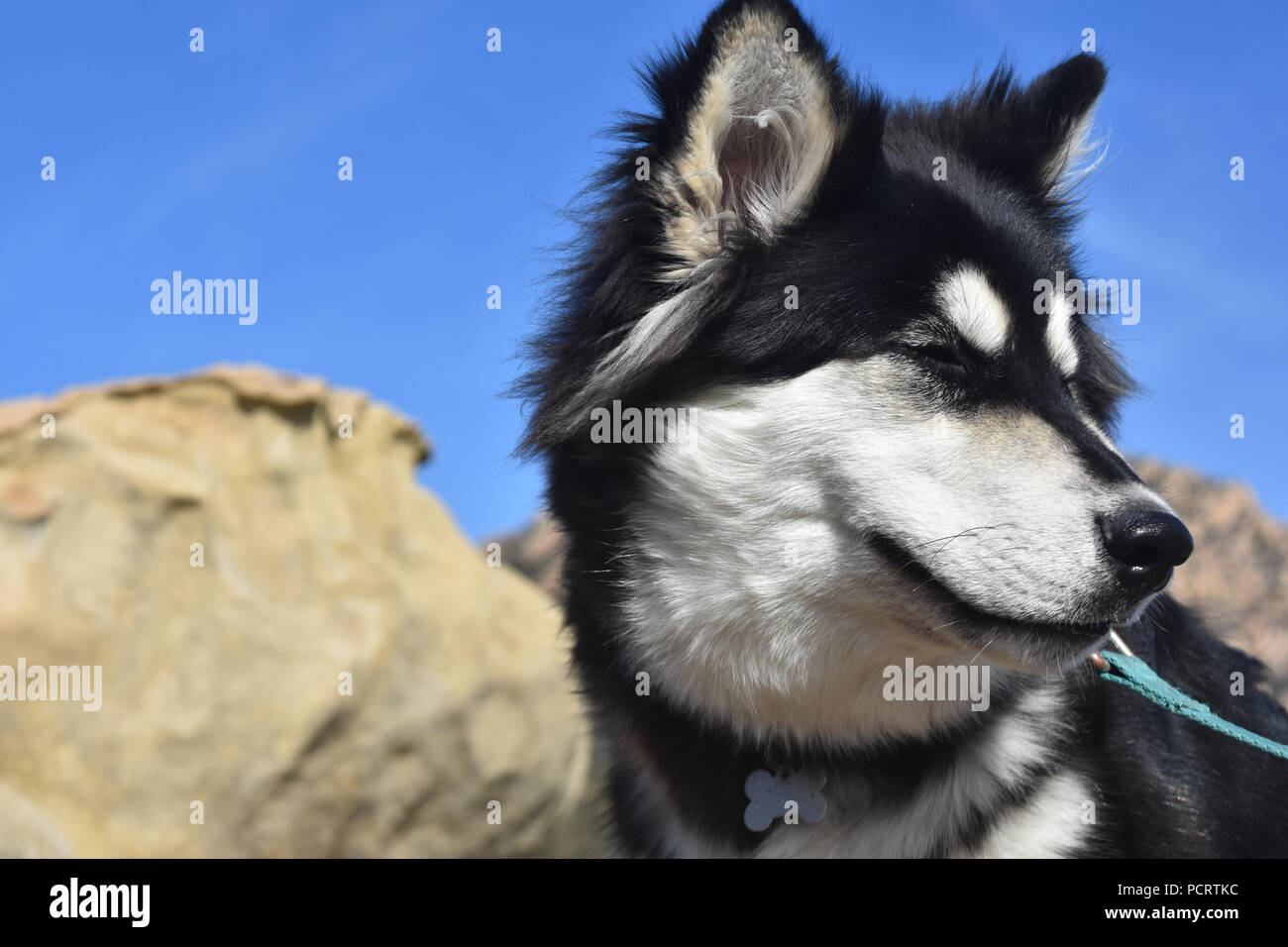 Beautiful side view of a cross breed puppy Stock Photo