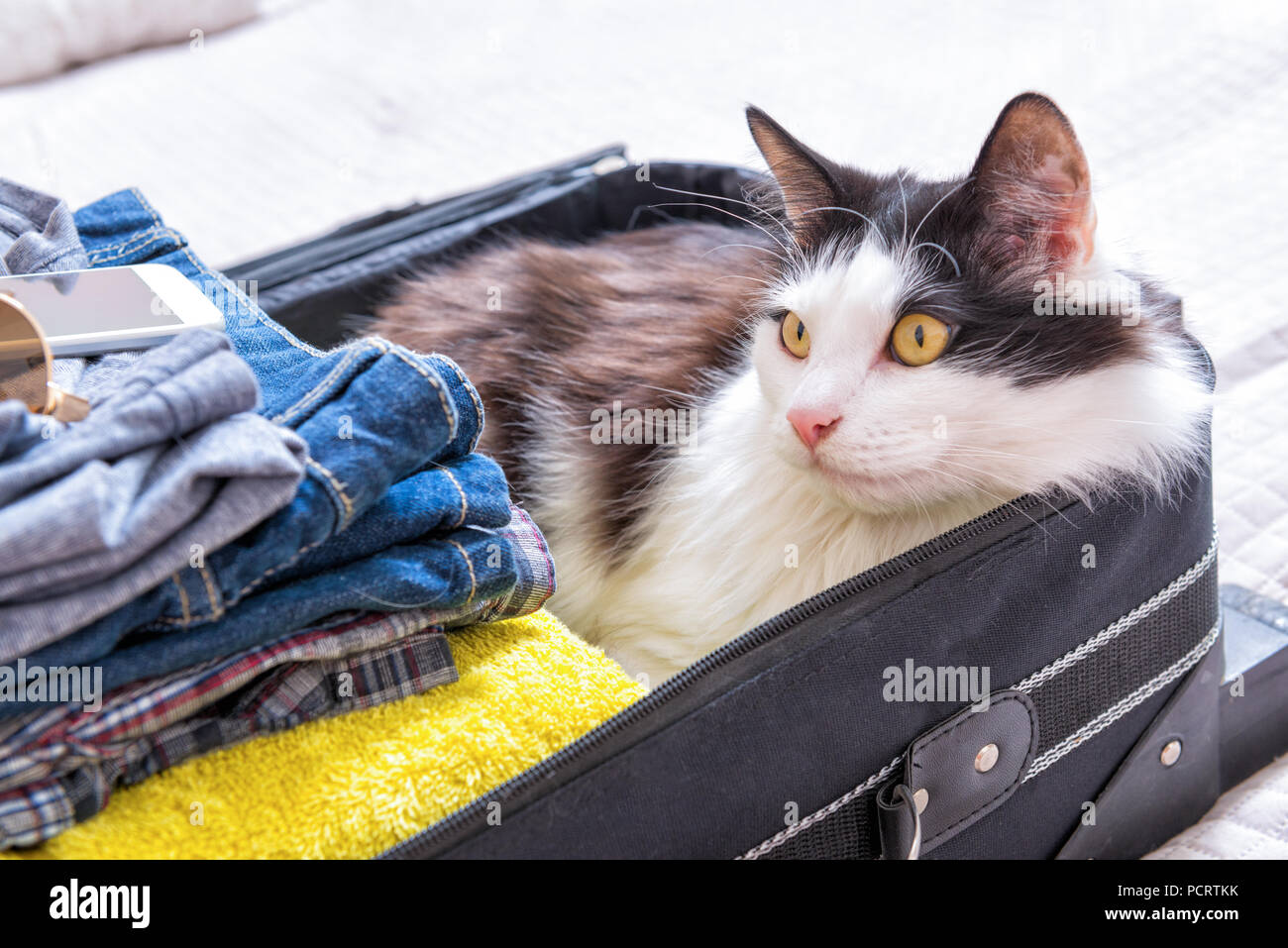 Cat sitting in the suitcase or bag and waiting for a trip. Travel with pets concept Stock Photo