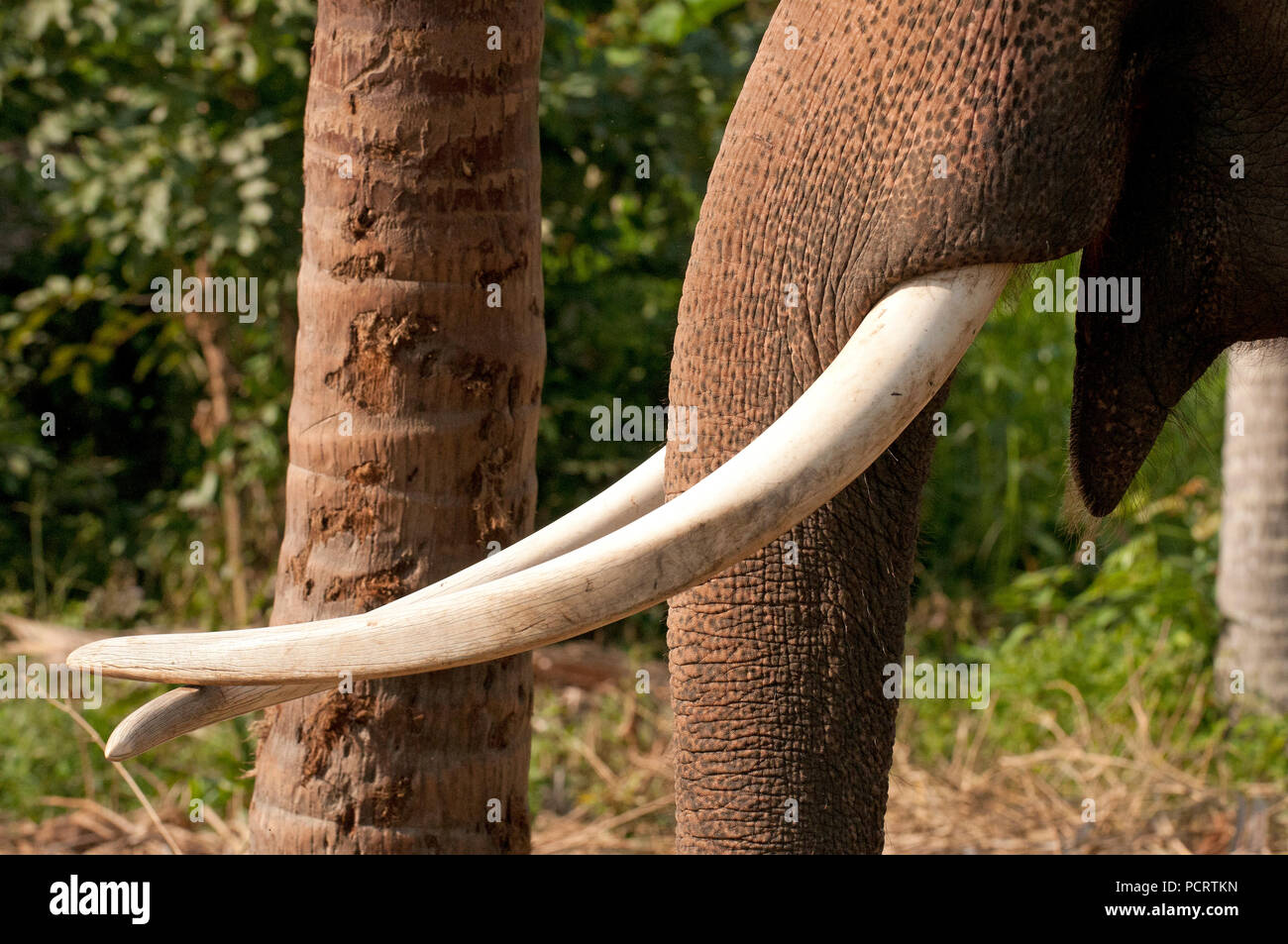 Asian Elephant Male Defenses Elephas Maximus Elephant D Asie Male Defenses Stock Photo Alamy