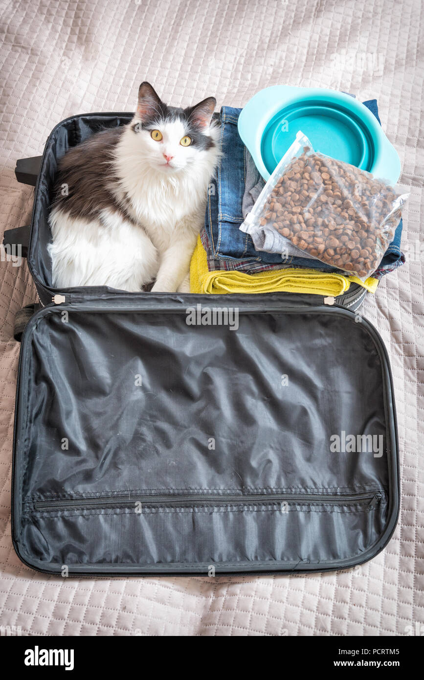 Cat sitting in the suitcase or bag and waiting for a trip. Travel with pets concept Stock Photo Alamy