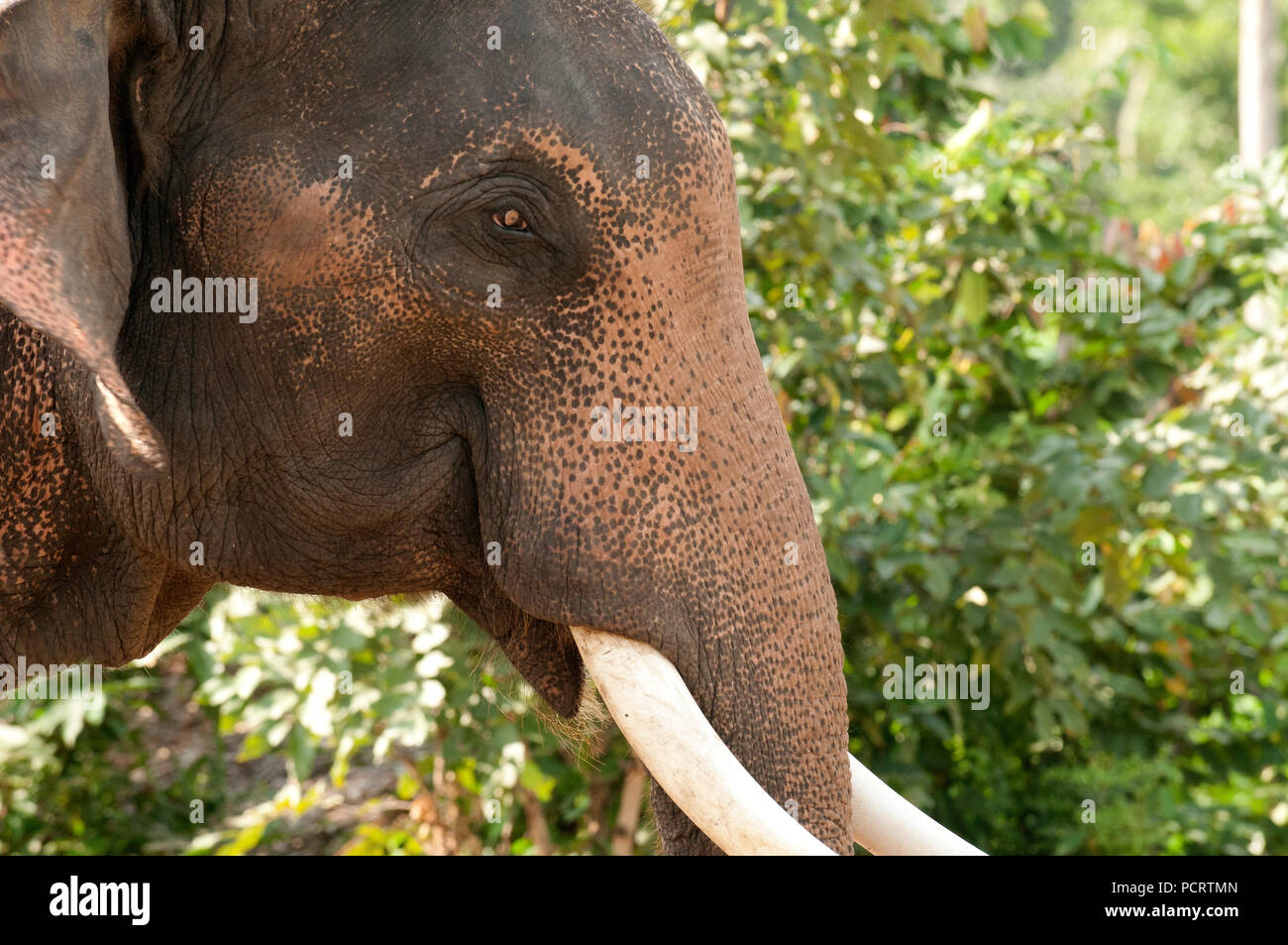 Asian Elephant - close-up - Elephas maximus Eléphant d'Asie - gros plan Stock Photo