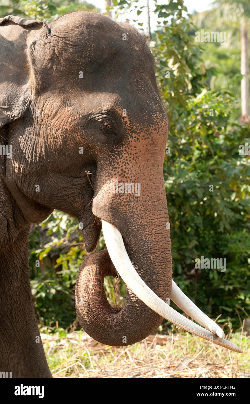 Asian Elephant - Male - Elephas maximus Eléphant d'Asie - male Stock Photo