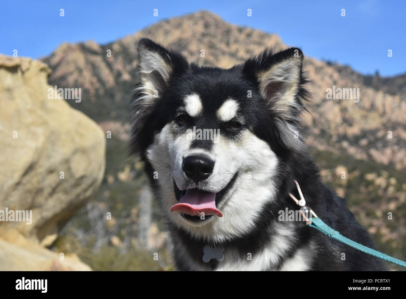 Beautiful husky puppy with its tongue sticking out Stock Photo Alamy