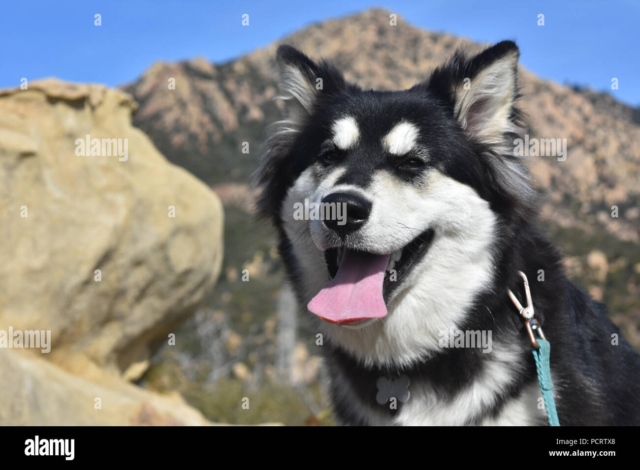 Cute Husky Puppy With A Black And White Coat Stock Photo