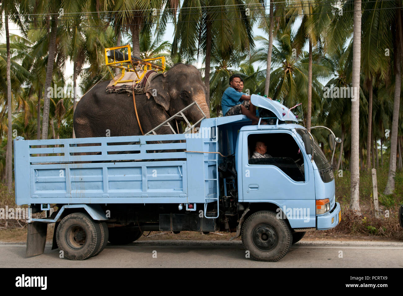 Transport of Asian elephant (Elephas maximus) by truck Ko samui