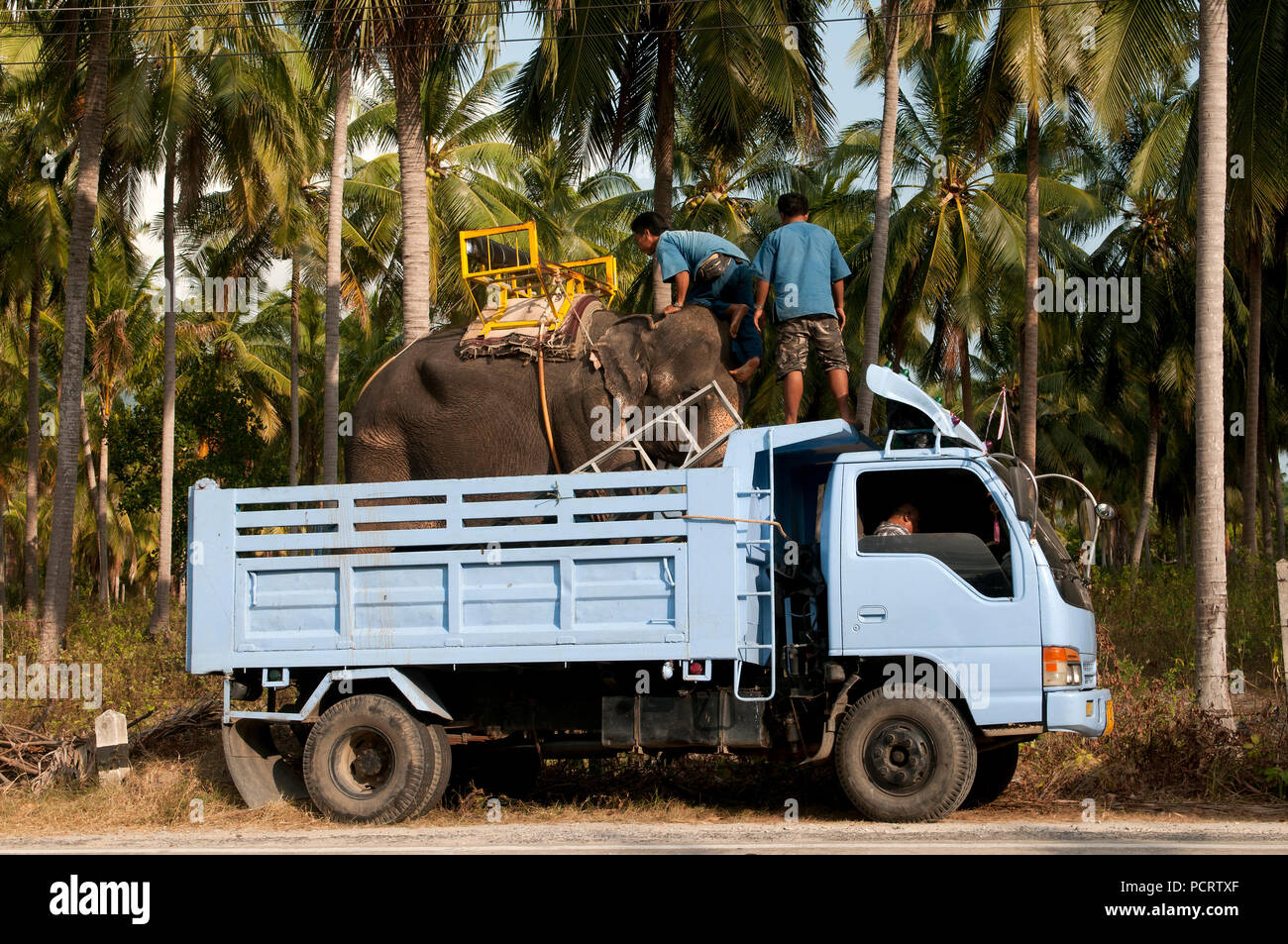 Transport of Asian elephant (Elephas maximus) by truck Ko samui