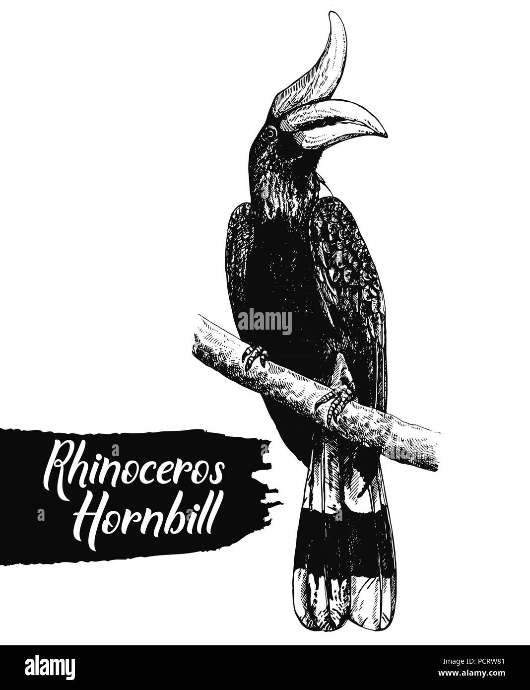 Hand drawn sketch style rhinoceros hornbill isolated on white background. Vector illustration. Stock Vector