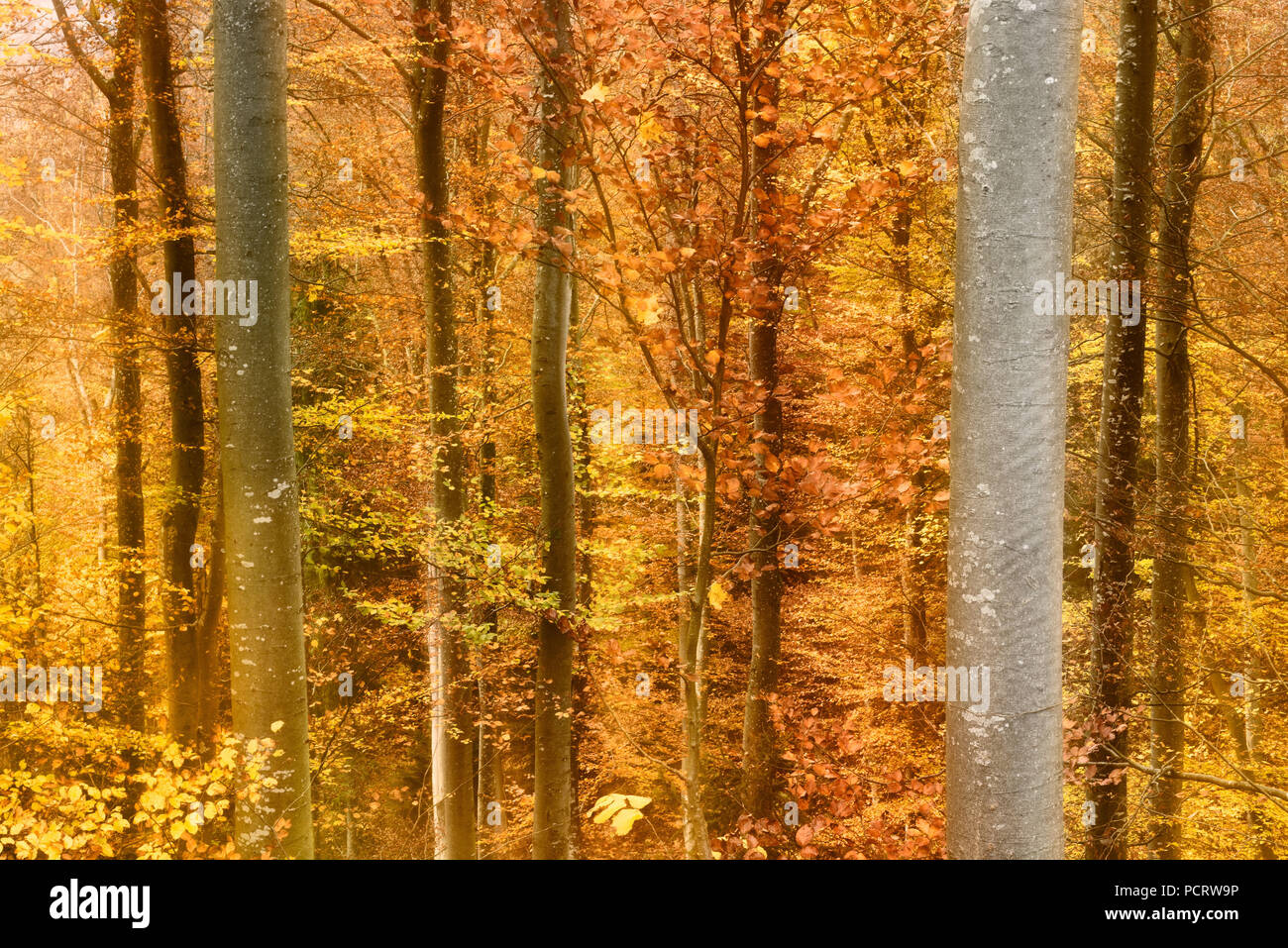 Colourful beech tree forest in autumn Stock Photo