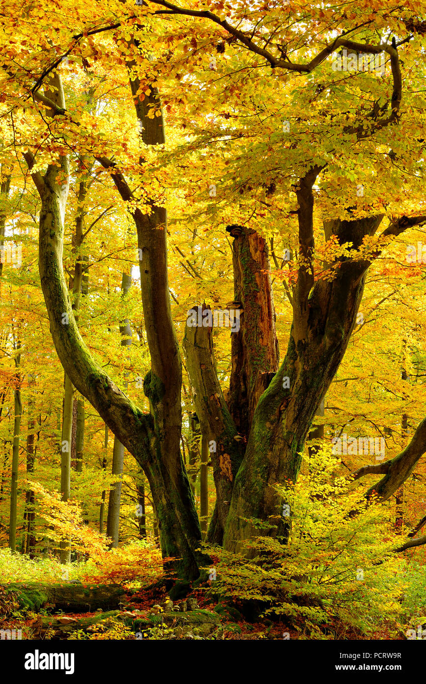 Giant old moss-covered beech tree in the near-natural foliaceous forest in autumn, Spessart nature park, Weibersbrunn, Bavaria, Germany, Europe Stock Photo