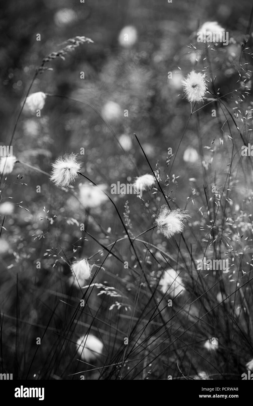 Tussock cotton grass foetus states between bluegrass, Eriophorum vaginatum Stock Photo Alamy
