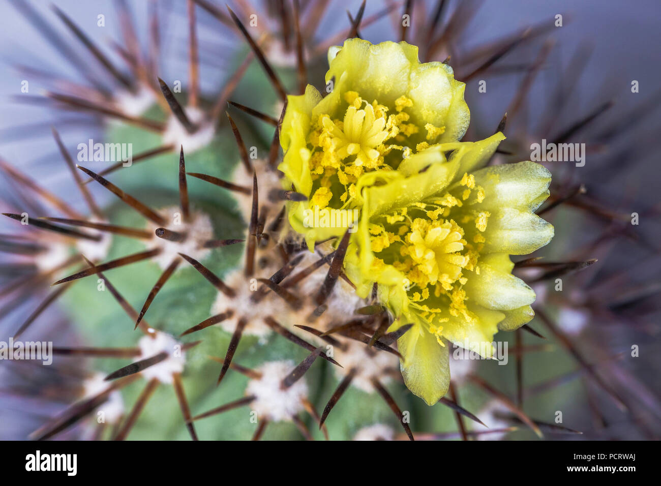 blooming cactus, Copiapoa marginata, medium close-up, Stock Photo