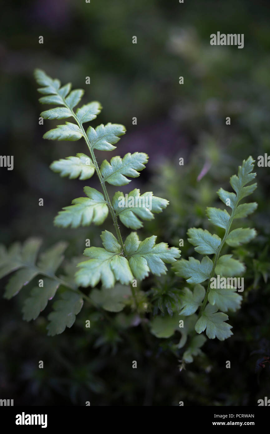 Fern leaflet hires stock photography and images Alamy